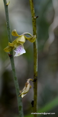 Eulophia epidendraea