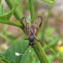 Rhagio vitripennis