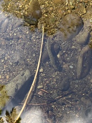 Salvelinus fontinalis