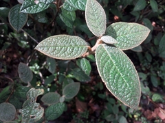 Rhododendron edgeworthii