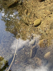 Salvelinus fontinalis