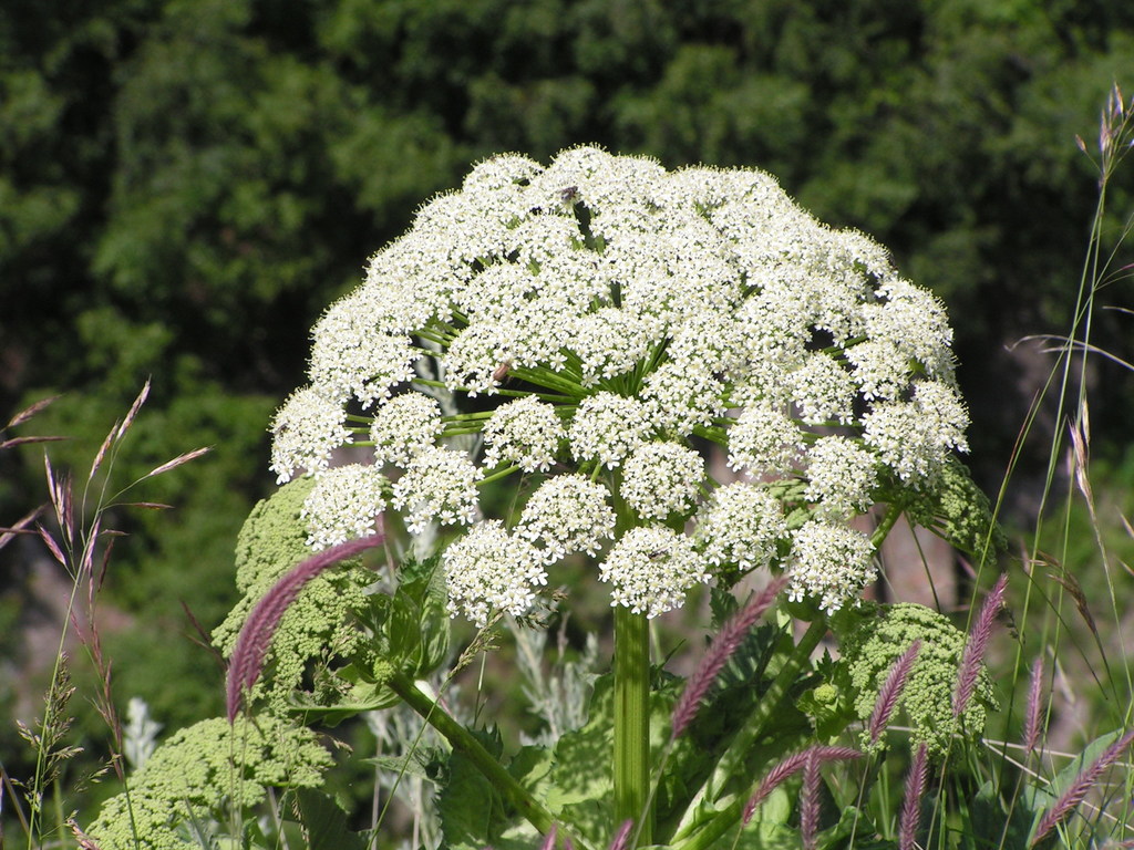 Sosnowsky's hogweed