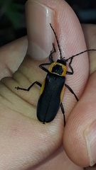 Chauliognathus distinguendus