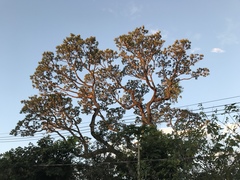 Vochysia thyrsoidea