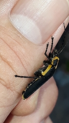 Chauliognathus distinguendus