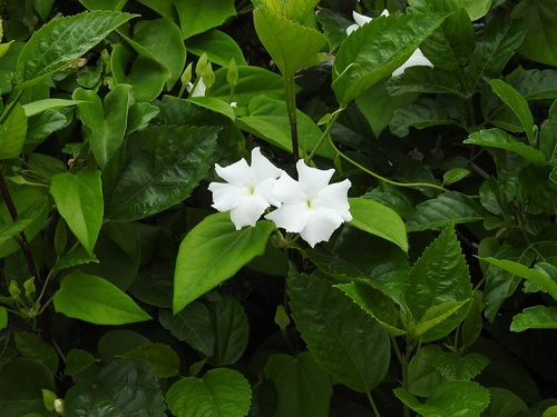 Thunbergia fragrans
