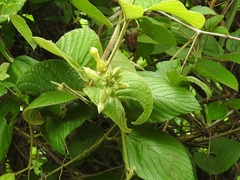Prestonia mexicana