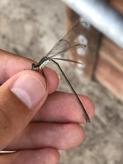 Lestes vigilax