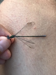 Lestes vigilax