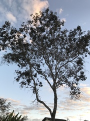 Bowdichia virgilioides