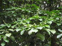 Dendropanax schippii