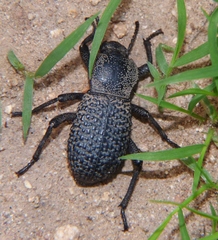 Cryptoglossa variolosa