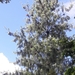 Pinus bhutanica - Photo (c) Phuentsho,  זכויות יוצרים חלקיות (CC BY-NC-SA), הועלה על ידי Phuentsho