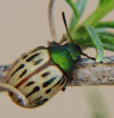 Leptinotarsa lineolata
