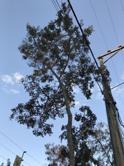 Bowdichia virgilioides