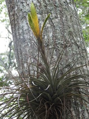 Tillandsia flavobracteata