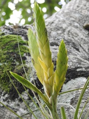 Tillandsia flavobracteata