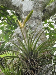 Tillandsia flavobracteata