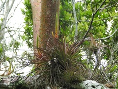 Tillandsia flavobracteata