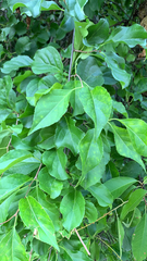 Celastrus orbiculatus