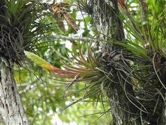 Tillandsia flavobracteata