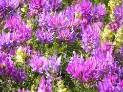 Astragalus alpinus