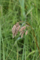 Bromus kalmii