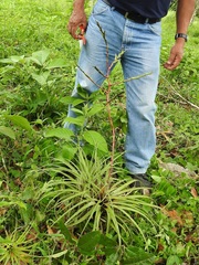 Tillandsia limbata