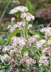 Antennaria dioiciformis