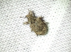 Conotrachelus seniculus