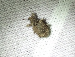 Conotrachelus seniculus