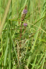 Dalea foliosa