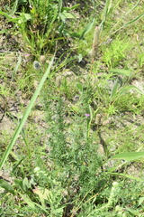 Dalea foliosa