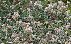 Antennaria dioiciformis