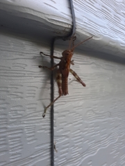 Melanoplus punctulatus