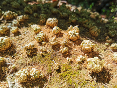 Selaginella lepidophylla