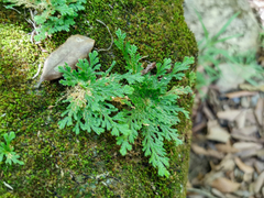Selaginella lepidophylla