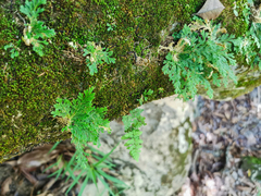 Selaginella lepidophylla