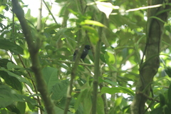 Loriotus luctuosus