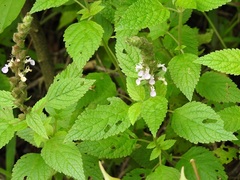 Teucrium vesicarium