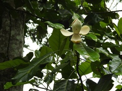 Magnolia perezfarrerae