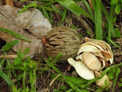 Magnolia perezfarrerae