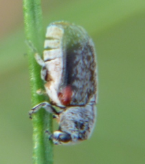 Coleothorpa