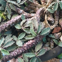 Euphorbia decaryi