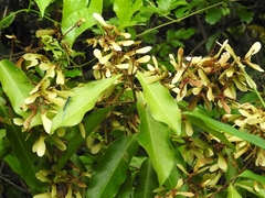 Heteropterys laurifolia