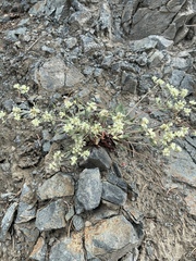 Eriogonum jamesii