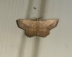 Euchlaena deplanaria