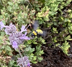 Bombus sonorus