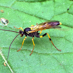 Amblyteles armatorius