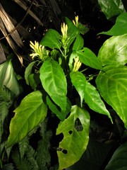 Streblacanthus parviflorus